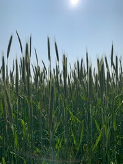 Fototapeta premium green wheat field
