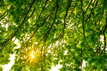 Shaded vertical view of an ancient English oak tree seen in full leaf. The sun can be seen bursting though.