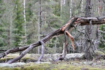 Dead wood has fallen in the forest.