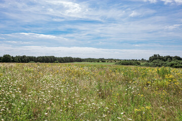 Field grass is blooming beautifully and blue sky with clouds, wildflowers as natural background. Nature aesthetics flowering Crepis tectorum, Heracleum plants, nature scene, wild growth flowers