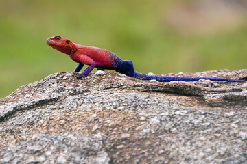Bright red and blue Agama Lizard on a rock