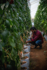 Portrait of Asian farmer, smart farming, agriculture and organic farming using tablet, studying the development of bell peppers in a greenhouse farm.