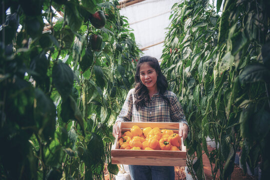 Female Asian picking bell peppers in a traditional greenhouse. Ecological and organic cultivation