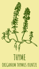 Drawings ORIGANUM THYMUS. Hand drawn illustration. Latin name Thymus vulgaris L.