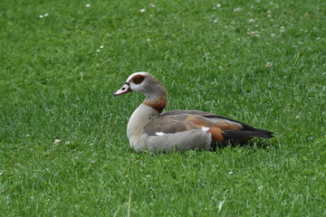 Nile goose (Alopoche aegyptiaca 