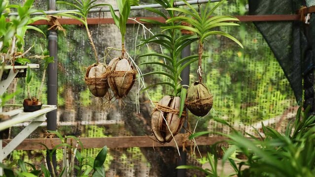 Green plants grow in coconut