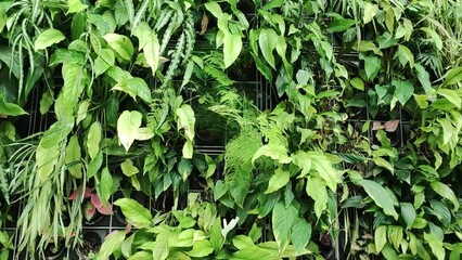 mur végétal en gros plan - Powered by Adobe