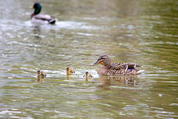 duck and ducklings