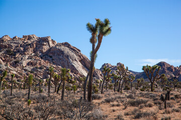 Ancient Joshua Trees and rock formations of Joshua Tree National Park