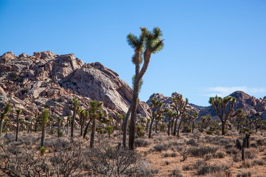 Ancient Joshua Trees and rock formations of Joshua Tree National Park - Powered by Adobe