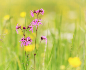 meadow with flowers