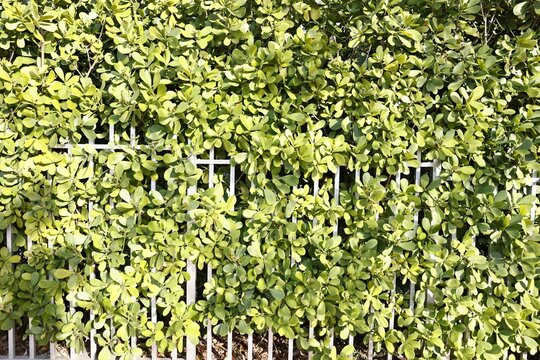 Clusia Guttifera, Fastest Growing Privacy Hedge in Florida