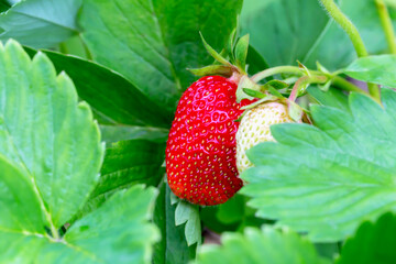 Strawberries ripen on green bush in middle of leaves. New harvest. Summer. Locally grown. Selective focus, defocus