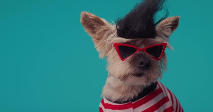 crazy Yorkshire terrier dog wearing sunglasses, punk wig looking to side and around in front of blue background