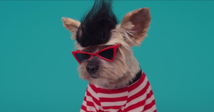 funny yorkie puppy with punk wig, sunglasses and sweater looking both sides and trying to keep teen spirit alive on blue background