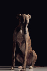 Fototapeta na wymiar adorable greyhound dog with skinny legs sitting and looking down