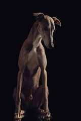 Fototapeta na wymiar adorable greyhound dog with long legs looking down and sitting