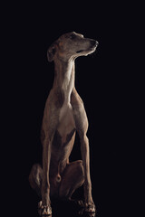 Obraz na płótnie Canvas curious english greyhound dog sitting and looking to side