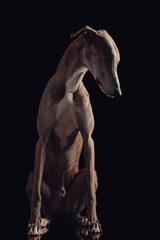 Fototapeta na wymiar adorable greyhound hunting dog with thin legs looking down and sitting