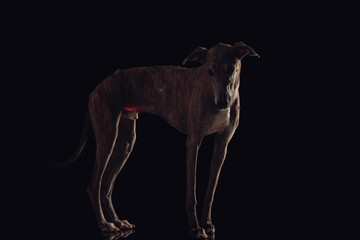 Obraz na płótnie Canvas side view of english hound dog with skinny legs for running looking down