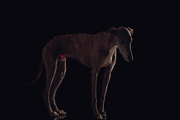 Fototapeta na wymiar side view of adorable hunting dog with thin legs looking down