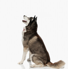 cute husky with bowtie sitting, looking up and sticking out tongue © Viorel Sima