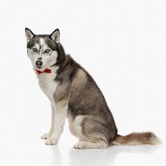 Fototapeta premium side view of elegant husky dog wearing red bowtie sitting and looking forward