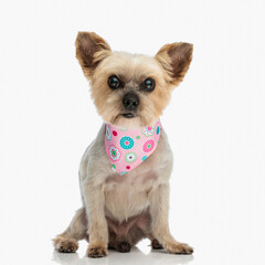 adorable yorkshire terrier dog wearing pink bandana and sitting