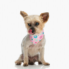 cute yorkshire terrier dog with pink bandana licking nose and looking away