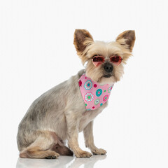 side view of sweet little yorkshire terrier puppy wearing sunglasses