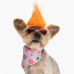 cute yorkshire terrier dog with crazy wig keeping his soul young
