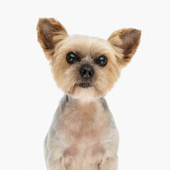 portrait of beautiful yorkie dog looking forward and sitting