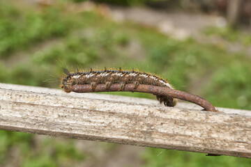 Caterpillar of a large butterfly of the cocoonweaver family - Herbal cocoonweaver (lat. Euthrix potatoria). Spring.
