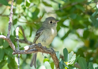 A huttons vireo perched on a branch 