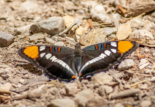 An Arizona sister (Adelpha eulalia) butterfly with its wings spread on the ground. 