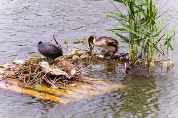 A close species of the family of coots (Fulica atra), build their nest from urban garbage.