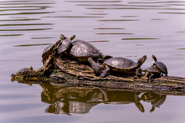 Turtles-the whole family bask in the sun on a log.