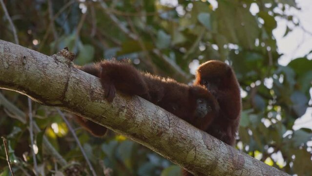 Titi monkeys on a branch in the Amazon rainforest, grooming
