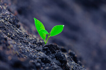 Close-up photo of a sapling planted and growing in the soil, soft sunlight. Field for outdoor agriculture. Farm. Cultivation seedlings using seeds. Save the world, save nature.