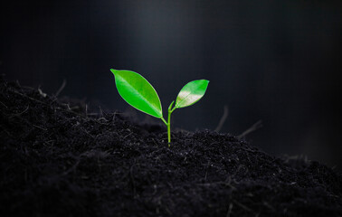 Close-up photo of a sapling planted and growing in the soil, soft sunlight. Field for outdoor agriculture. Farm. Cultivation seedlings using seeds. Save the world, save nature.