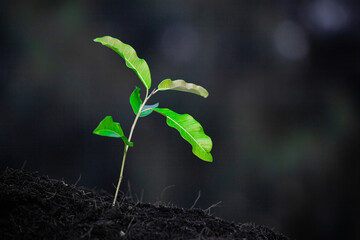 Close-up photo of a sapling planted and growing in the soil, soft sunlight. Field for outdoor agriculture. Farm. Cultivation seedlings using seeds. Save the world, save nature.