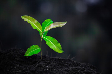 Close-up photo of a sapling planted and growing in the soil, soft sunlight. Field for outdoor agriculture. Farm. Cultivation seedlings using seeds. Save the world, save nature.