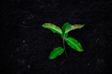 Close-up photo of a sapling planted and growing in the soil, soft sunlight. Field for outdoor agriculture. Farm. Cultivation seedlings using seeds. Save the world, save nature.