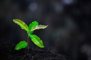 Close-up photo of a sapling planted and growing in the soil, soft sunlight. Field for outdoor agriculture. Farm. Cultivation seedlings using seeds. Save the world, save nature.