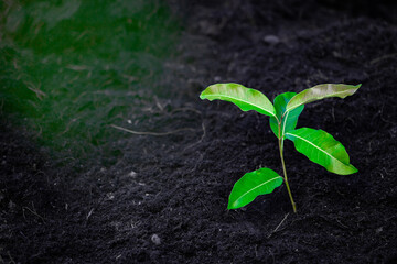 Close-up photo of a sapling planted and growing in the soil, soft sunlight. Field for outdoor agriculture. Farm. Cultivation seedlings using seeds. Save the world, save nature.
