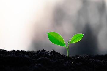 Close-up photo of a sapling planted and growing in the soil, soft sunlight. Field for outdoor agriculture. Farm. Cultivation seedlings using seeds. Save the world, save nature.