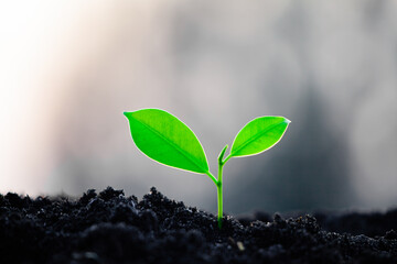 Close-up photo of a sapling planted and growing in the soil, soft sunlight. Field for outdoor agriculture. Farm. Cultivation seedlings using seeds. Save the world, save nature.