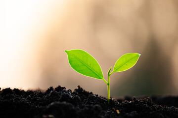 Close-up photo of a sapling planted and growing in the soil, soft sunlight. Field for outdoor...