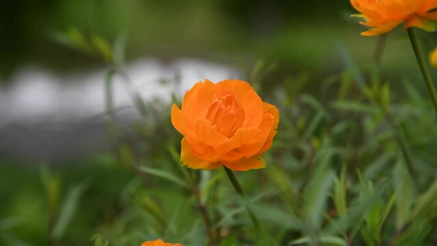 Close-up view of orange Trollius altaicus (also known as globeflower) flower swaying outdoor in the wind. Blurred river in the background. Soft focus. Beauty in nature theme.