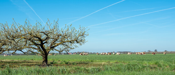 blossoming fruit trees and grazing cows in betuwe near tiel and geldermalsen - 607137399
